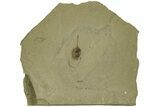 Valved Seed Pod Fossil - Green River Formation, Utah #215553-1